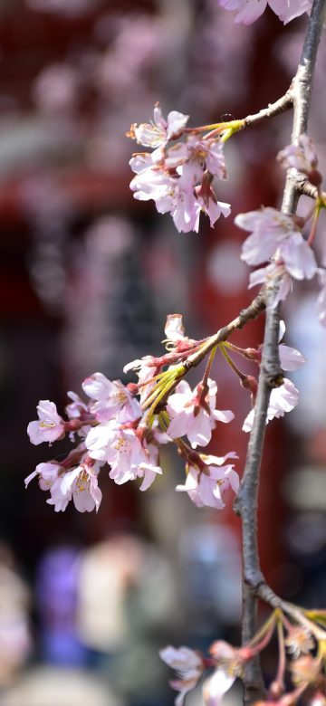 樱花树 App 养护任务界面截图，竖排清单形式展示浇水施肥修剪三类待办，每项右侧有完成勾选框，界面留白充足